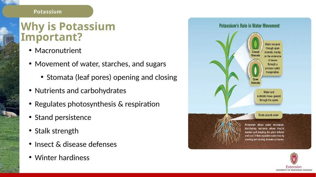 Potassium Basics Potassium Basics Chemical symbol - slide 4 of 24