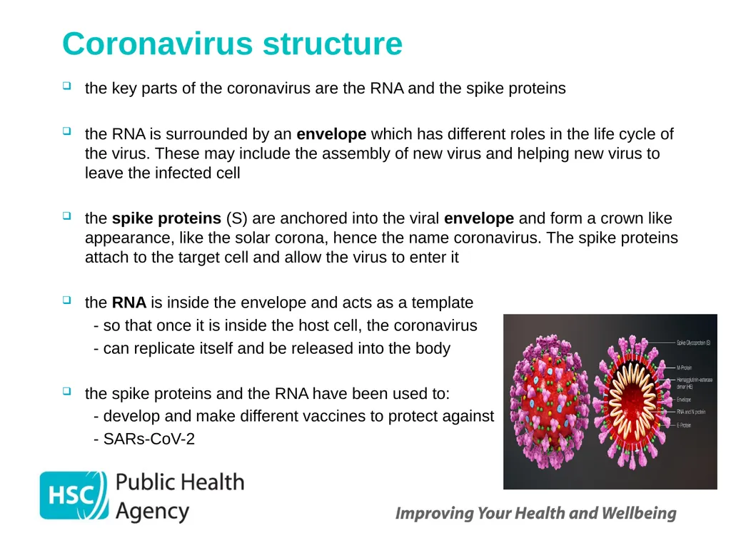 COVID-19 vaccination programme for adults - slide 11 of 82