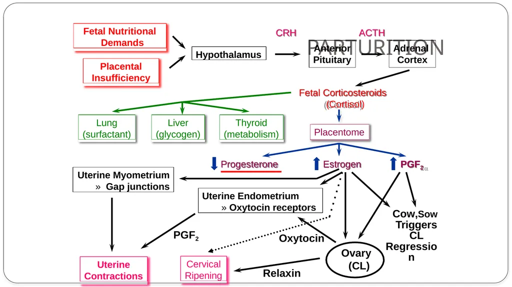 INDUCTION OF PARTURITION & ELECTIVE TERMINATION OF - slide 4 of 28