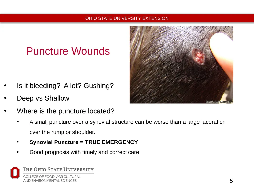 Basic Equine Wound Care Timothy McDermott DVM - slide 5 of 11