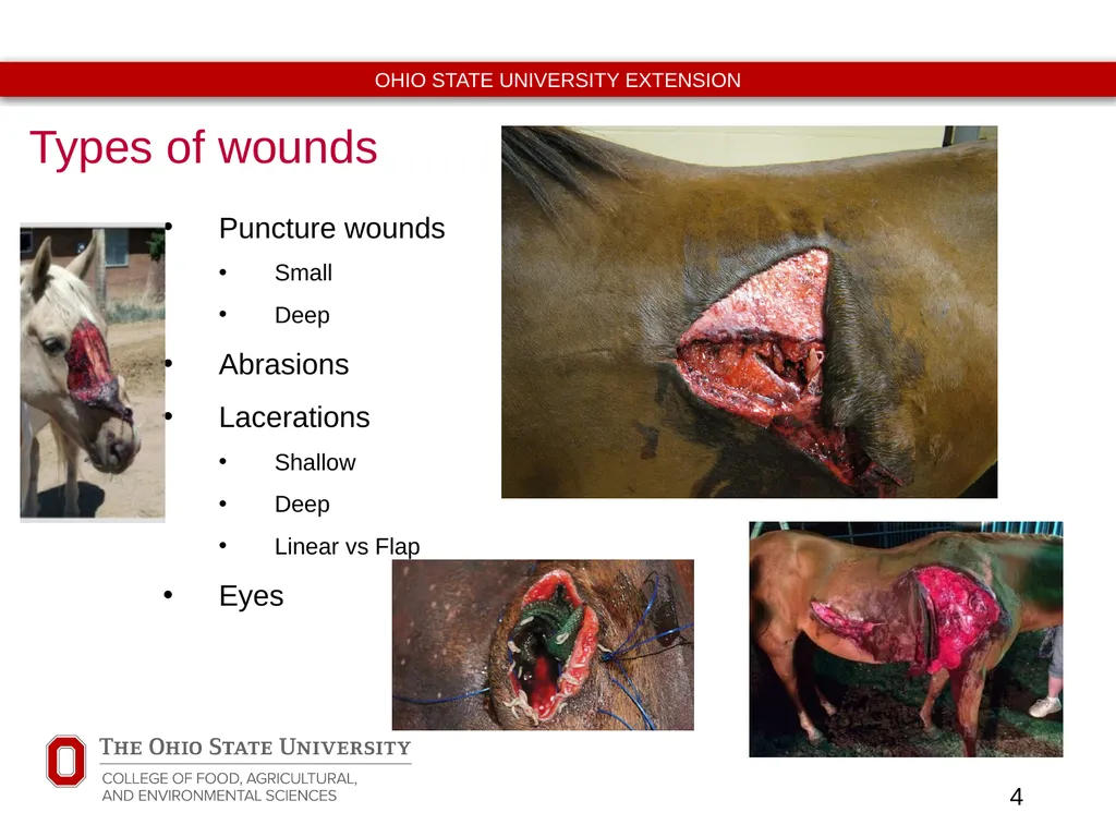 Basic Equine Wound Care Timothy McDermott DVM - slide 4 of 11