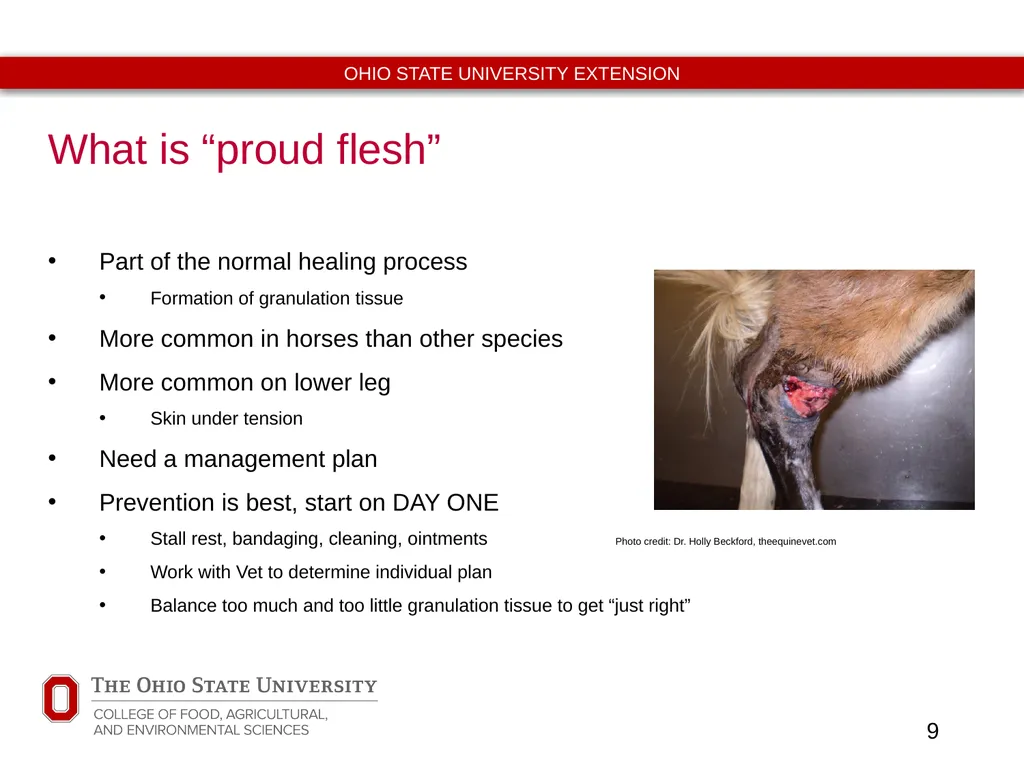 Basic Equine Wound Care Timothy McDermott DVM - slide 9 of 11