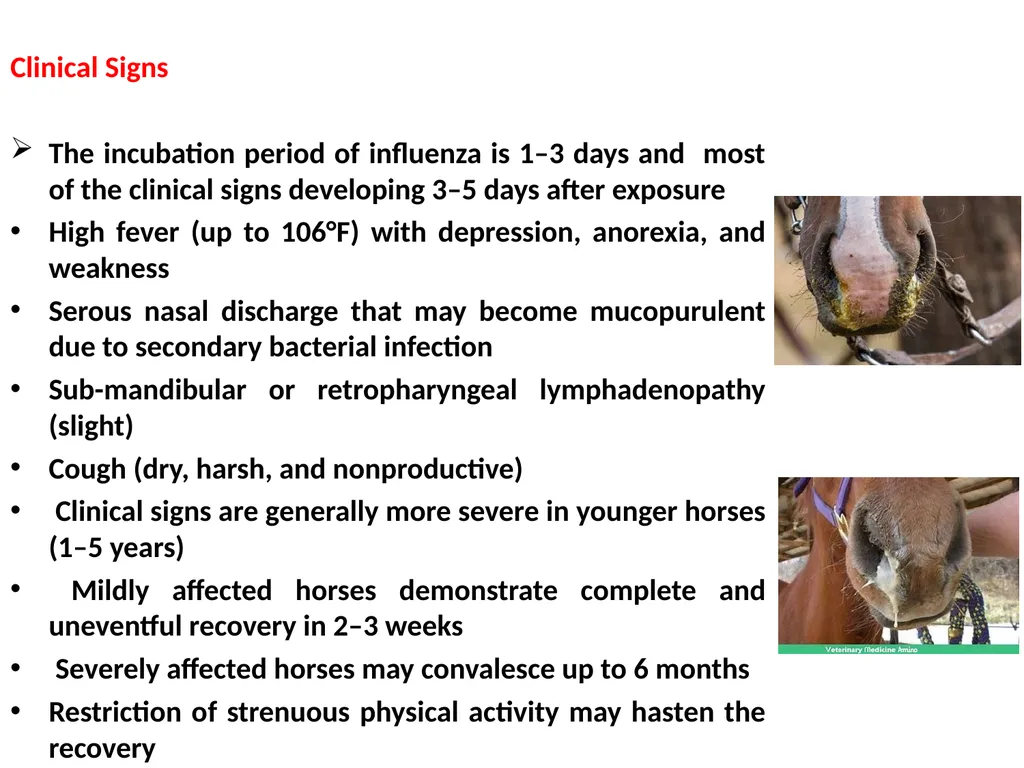 Equine Influenza (Flu) Dr Mritunjay Kumar - slide 4 of 10