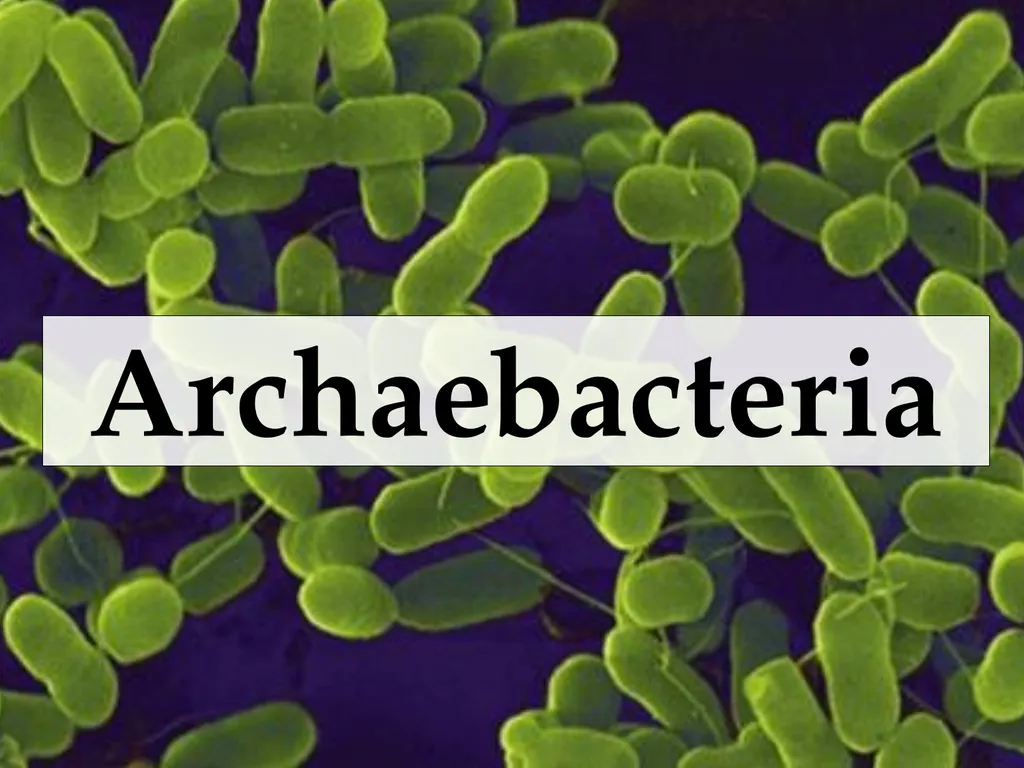 Classification Essential Question: How do - slide 32 of 43