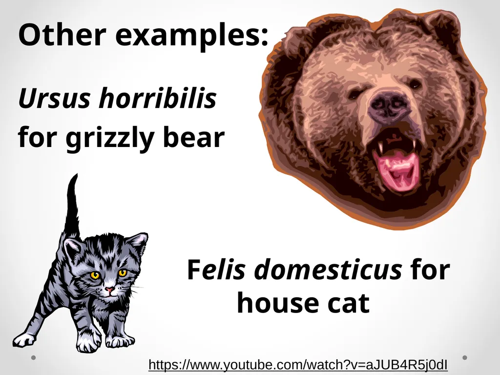 Classification Essential Question: How do - slide 14 of 43