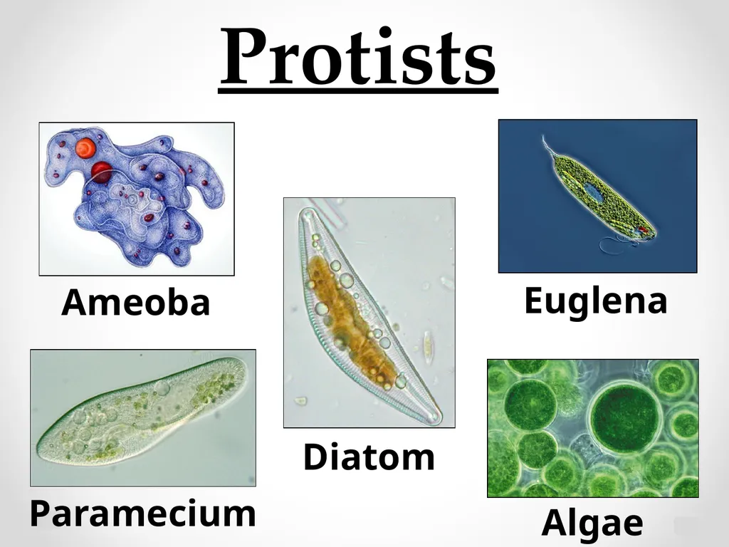 Classification Essential Question: How do - slide 36 of 43