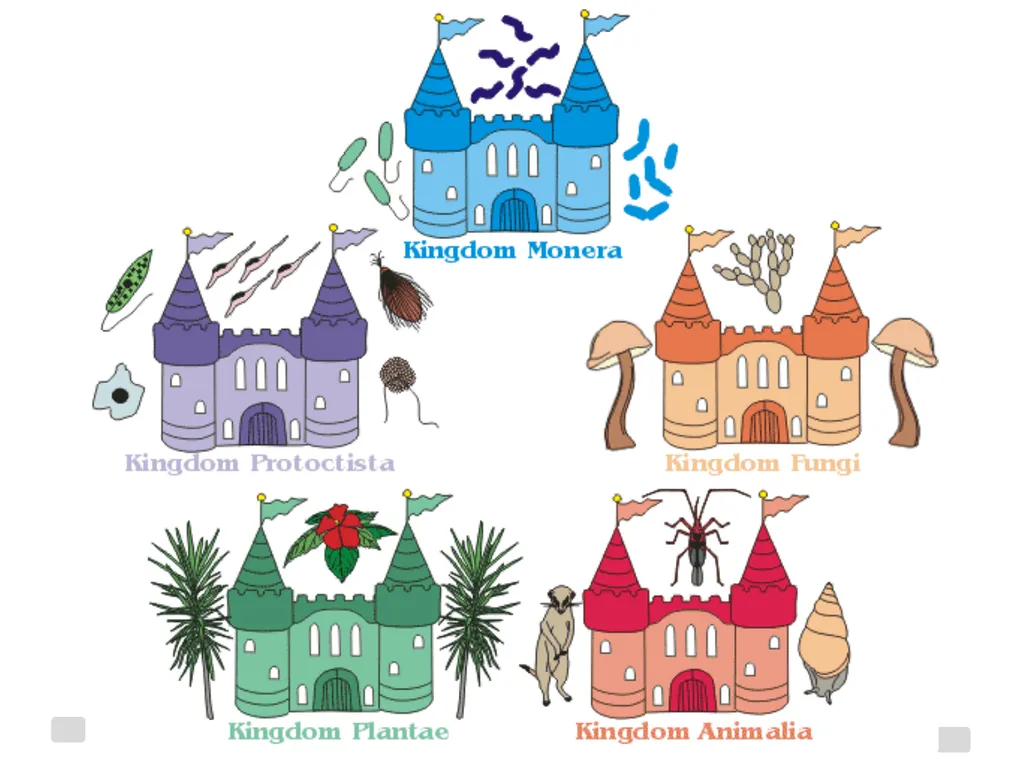 Classification Essential Question: How do - slide 25 of 43