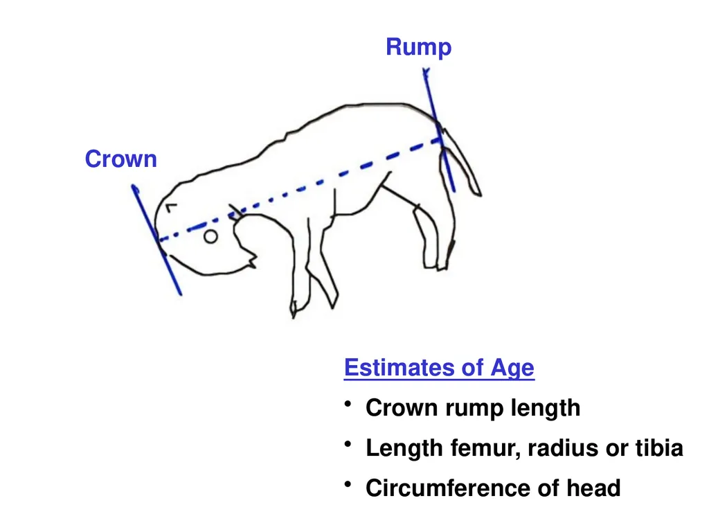 Pregnancy and Fetal Development John J. Parrish - slide 7 of 27