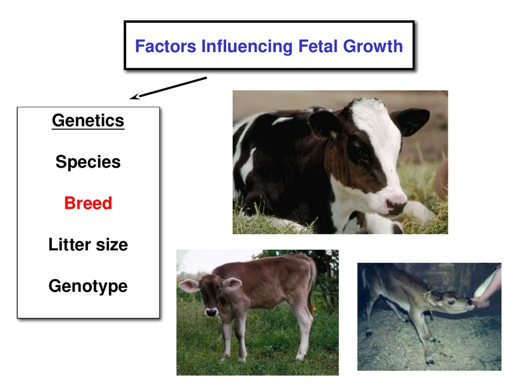 Pregnancy and Fetal Development John J. Parrish - slide 10 of 27