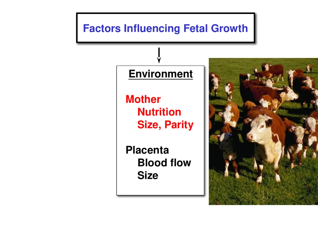 Pregnancy and Fetal Development John J. Parrish - slide 13 of 27