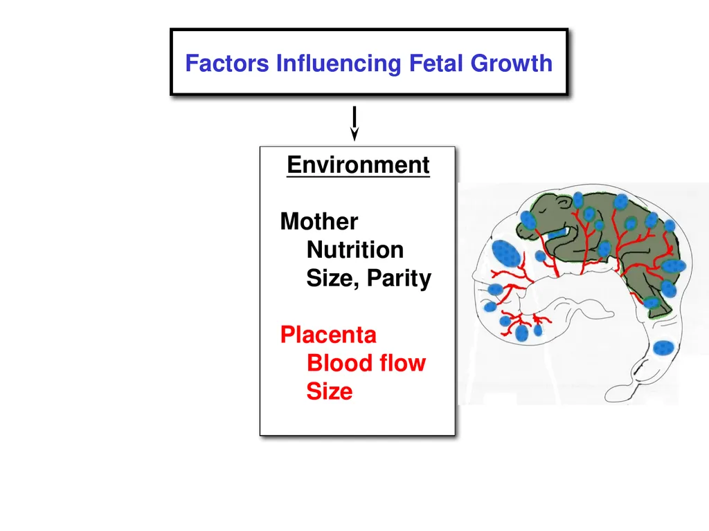 Pregnancy and Fetal Development John J. Parrish - slide 14 of 27