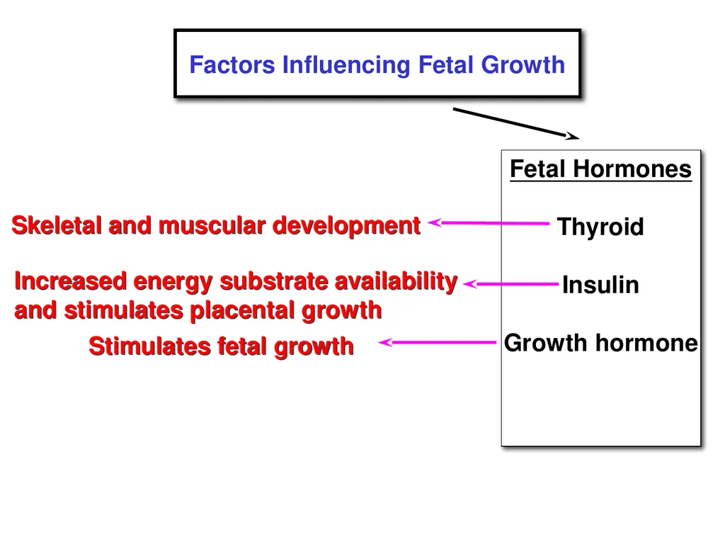 Pregnancy and Fetal Development John J. Parrish - slide 15 of 27