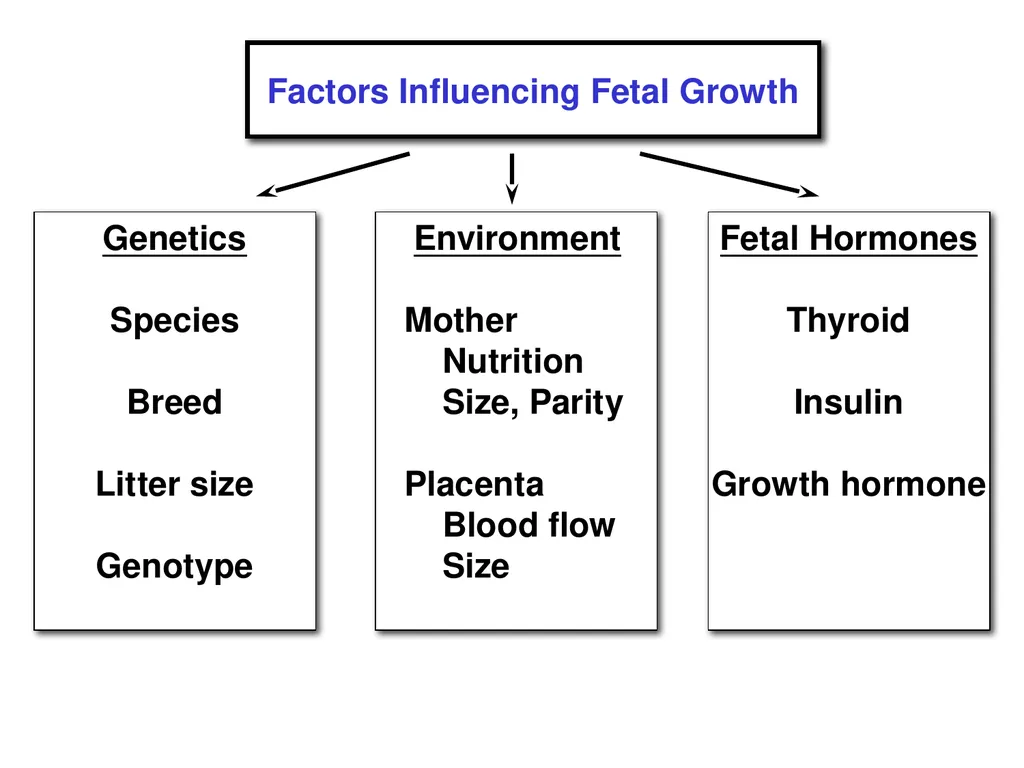 Pregnancy and Fetal Development John J. Parrish - slide 8 of 27