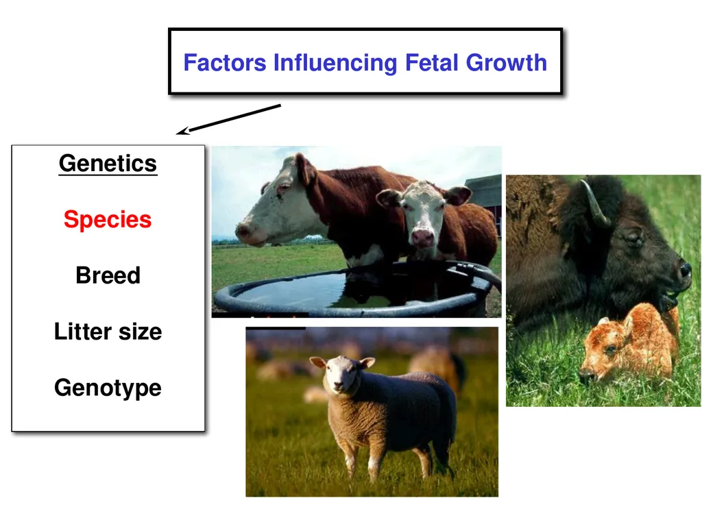 Pregnancy and Fetal Development John J. Parrish - slide 9 of 27