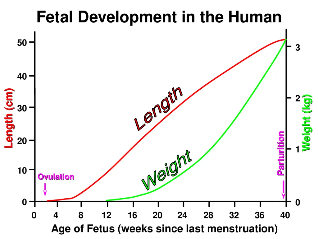 Pregnancy and Fetal Development John J. Parrish - slide 6 of 27
