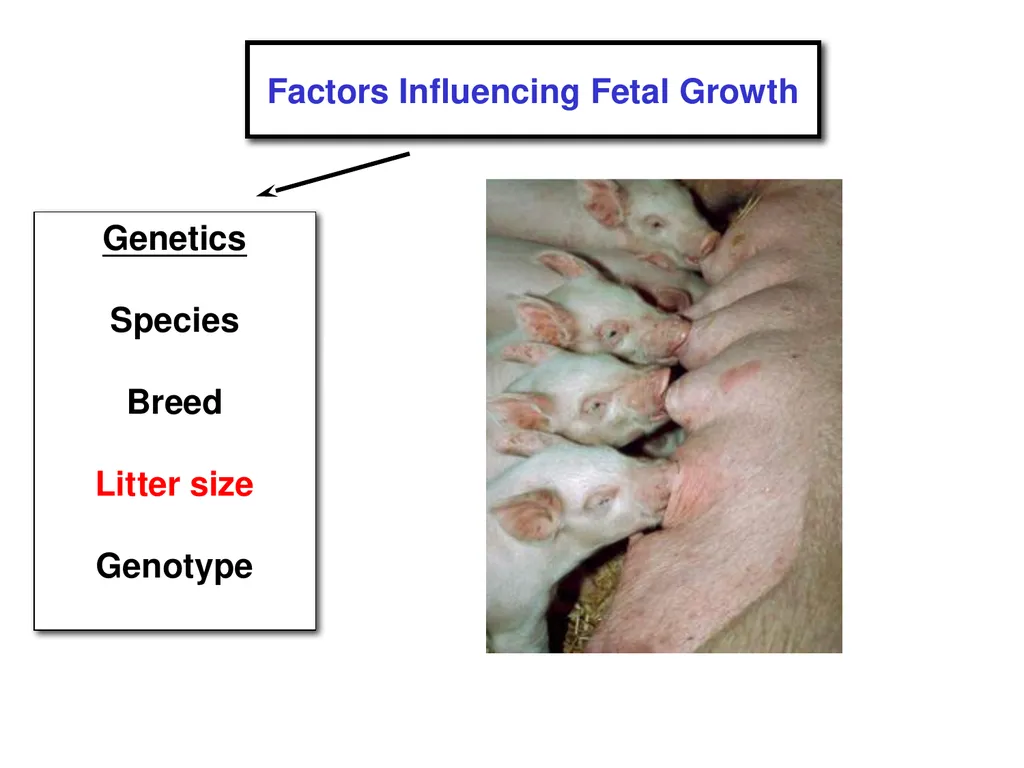 Pregnancy and Fetal Development John J. Parrish - slide 11 of 27