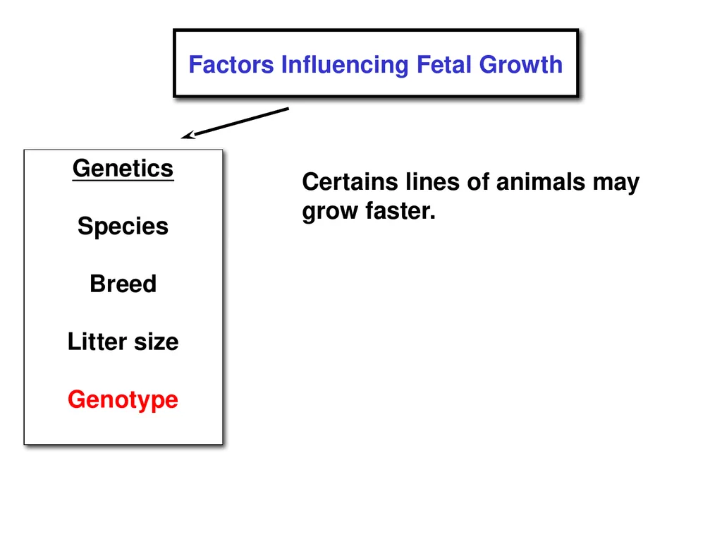 Pregnancy and Fetal Development John J. Parrish - slide 12 of 27