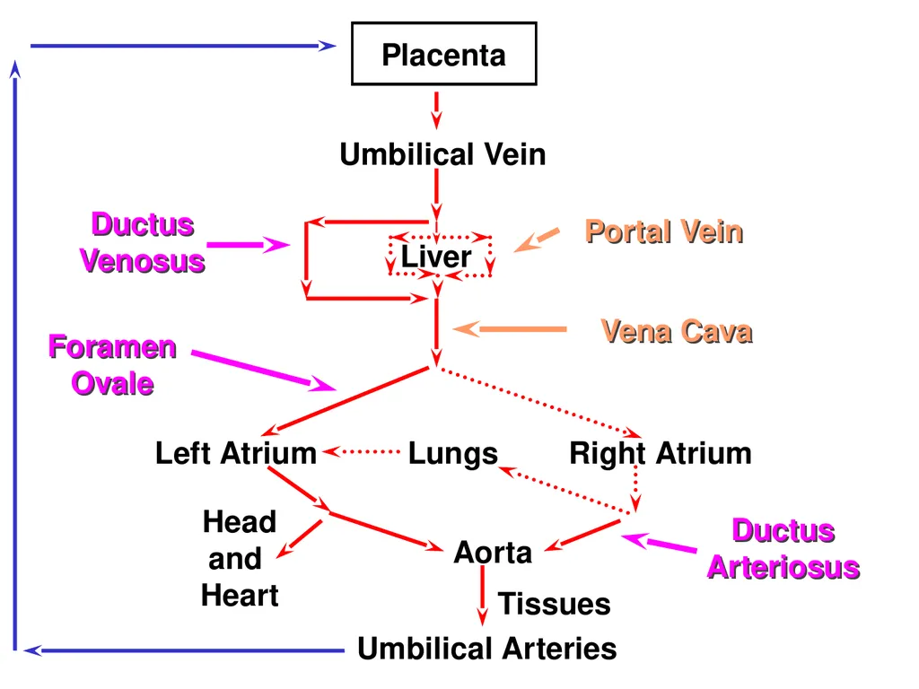 Pregnancy and Fetal Development John J. Parrish - slide 17 of 27