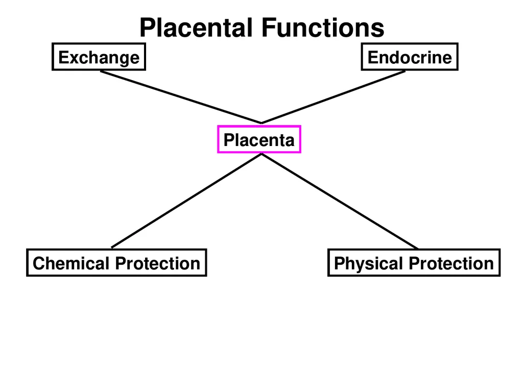 Pregnancy and Fetal Development John J. Parrish - slide 2 of 27