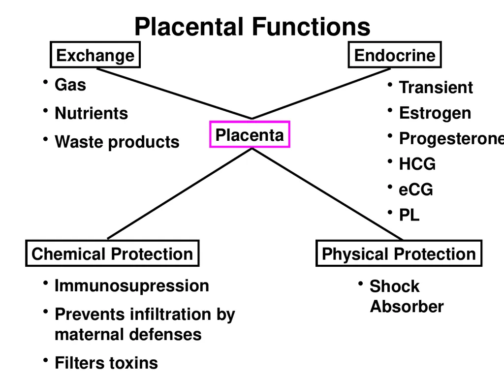 Pregnancy and Fetal Development John J. Parrish - slide 3 of 27