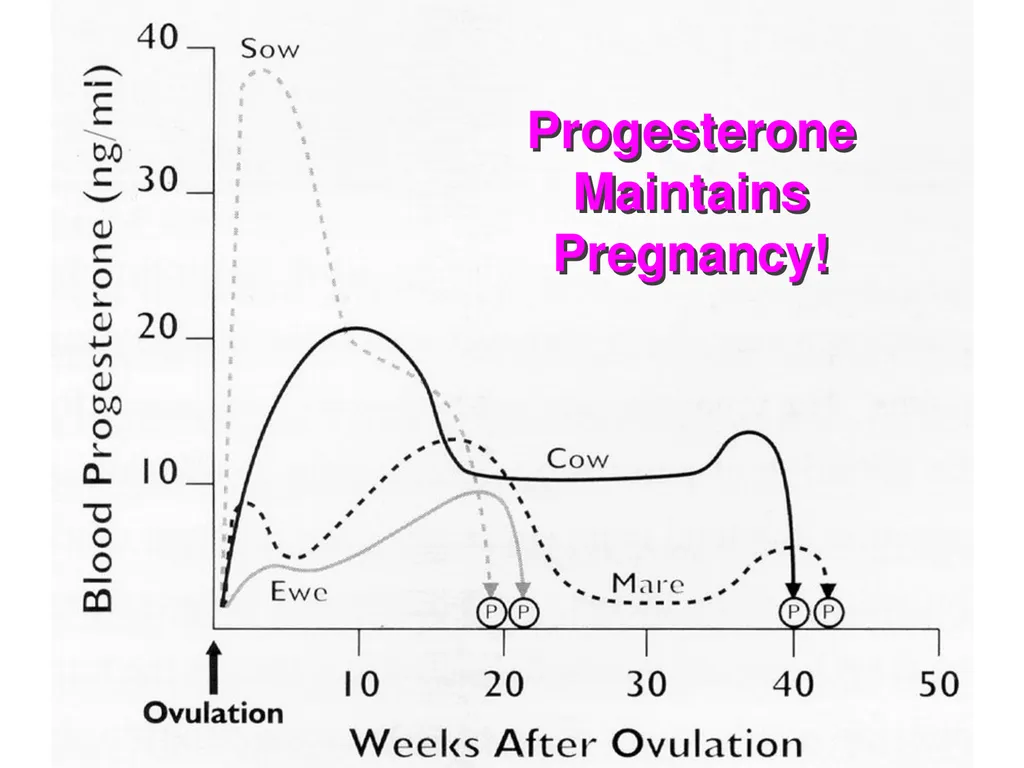 Pregnancy and Fetal Development John J. Parrish - slide 25 of 27