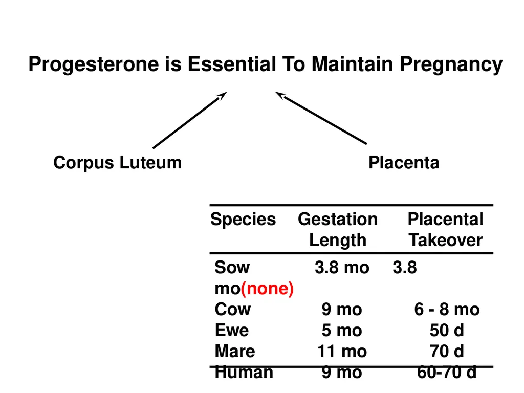 Pregnancy and Fetal Development John J. Parrish - slide 26 of 27