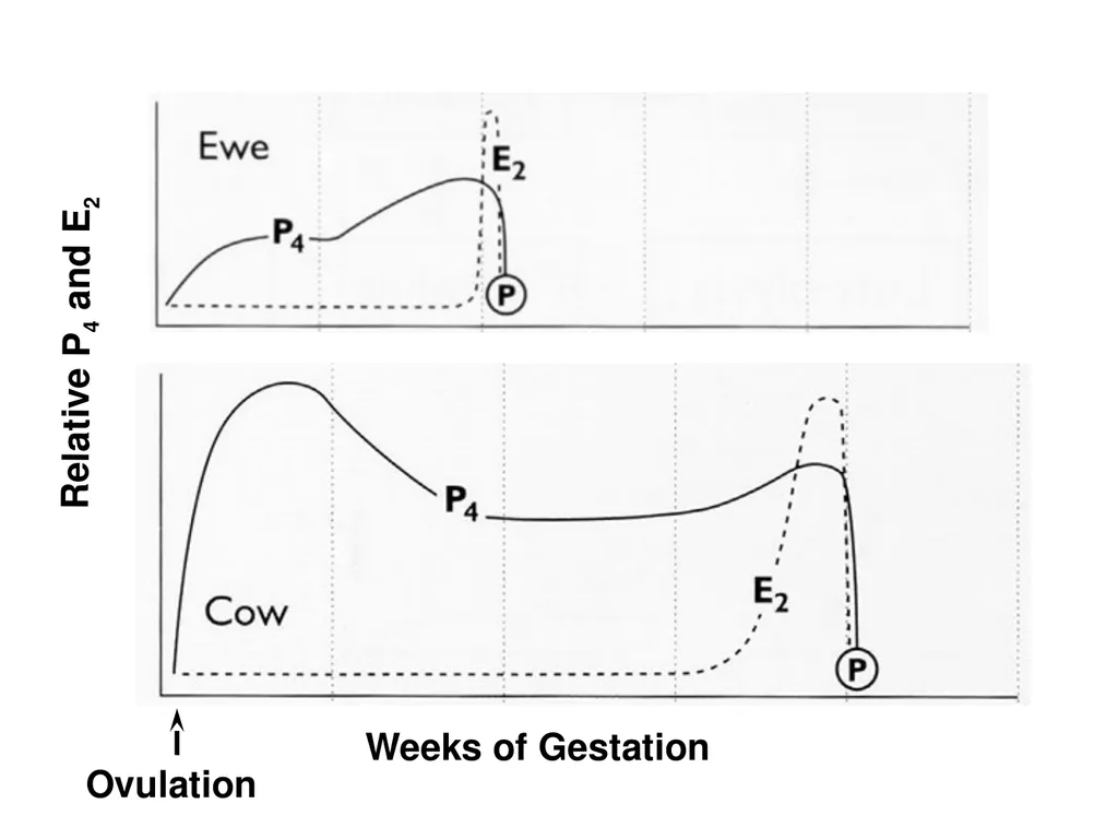 Pregnancy and Fetal Development John J. Parrish - slide 18 of 27