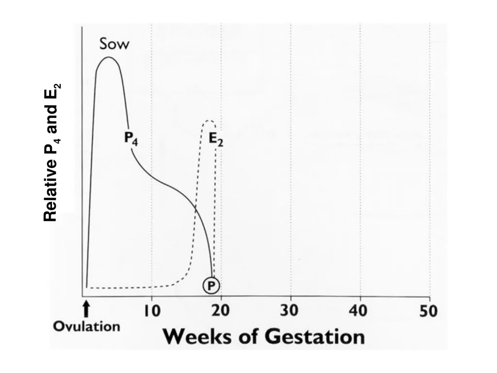 Pregnancy and Fetal Development John J. Parrish - slide 19 of 27