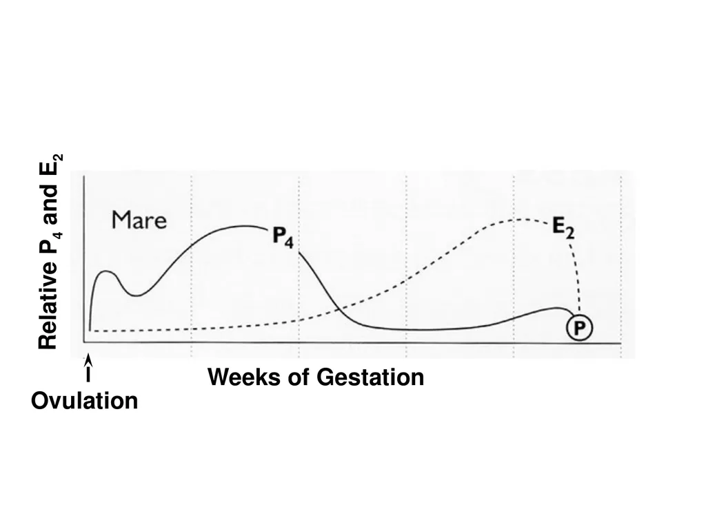 Pregnancy and Fetal Development John J. Parrish - slide 23 of 27