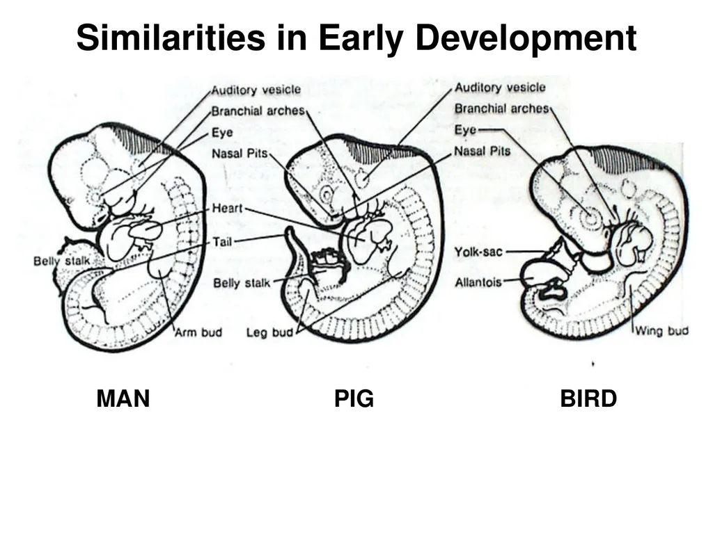 Pregnancy and Fetal Development John J. Parrish - slide 4 of 27