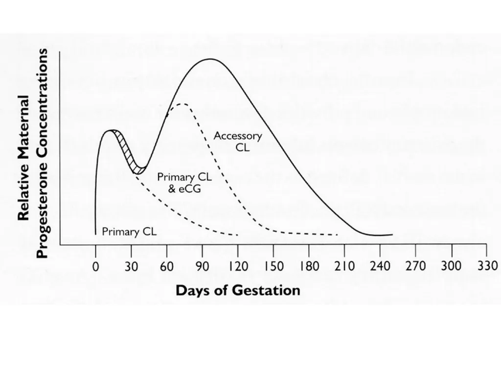 Pregnancy and Fetal Development John J. Parrish - slide 22 of 27