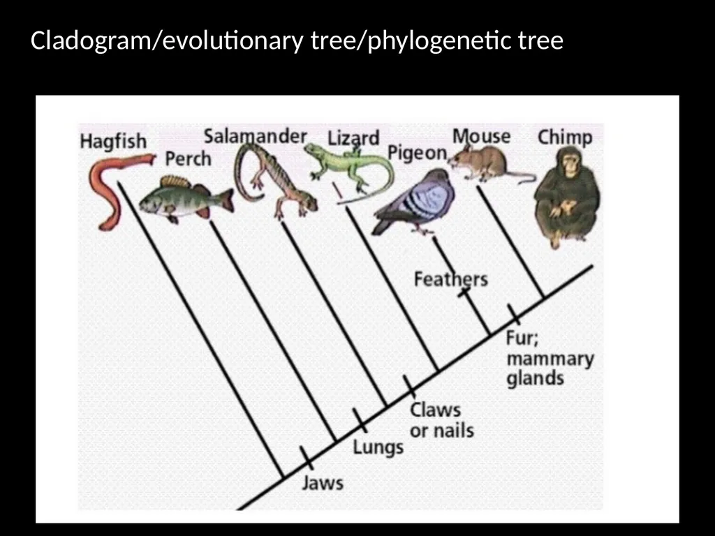 Taxonomy and Binomial Nomenclature Dr. DEEPAK - slide 8 of 23