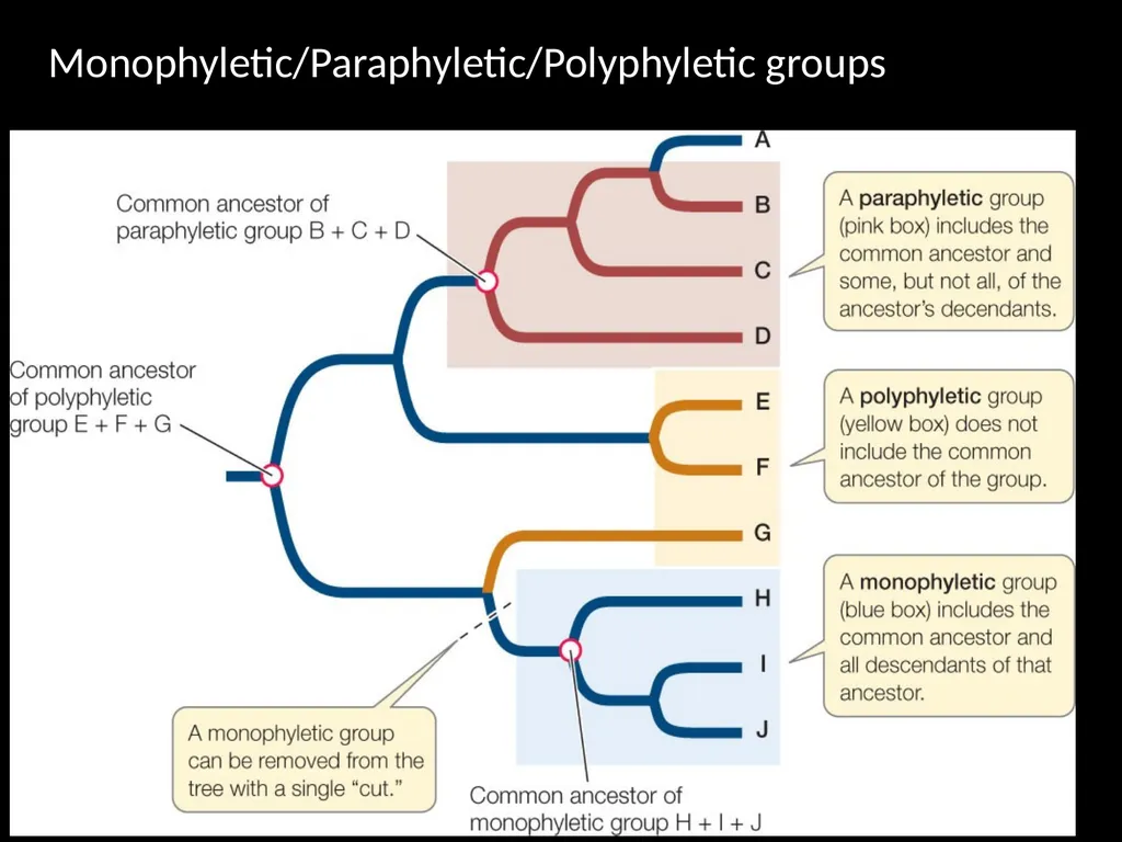Taxonomy and Binomial Nomenclature Dr. DEEPAK - slide 9 of 23