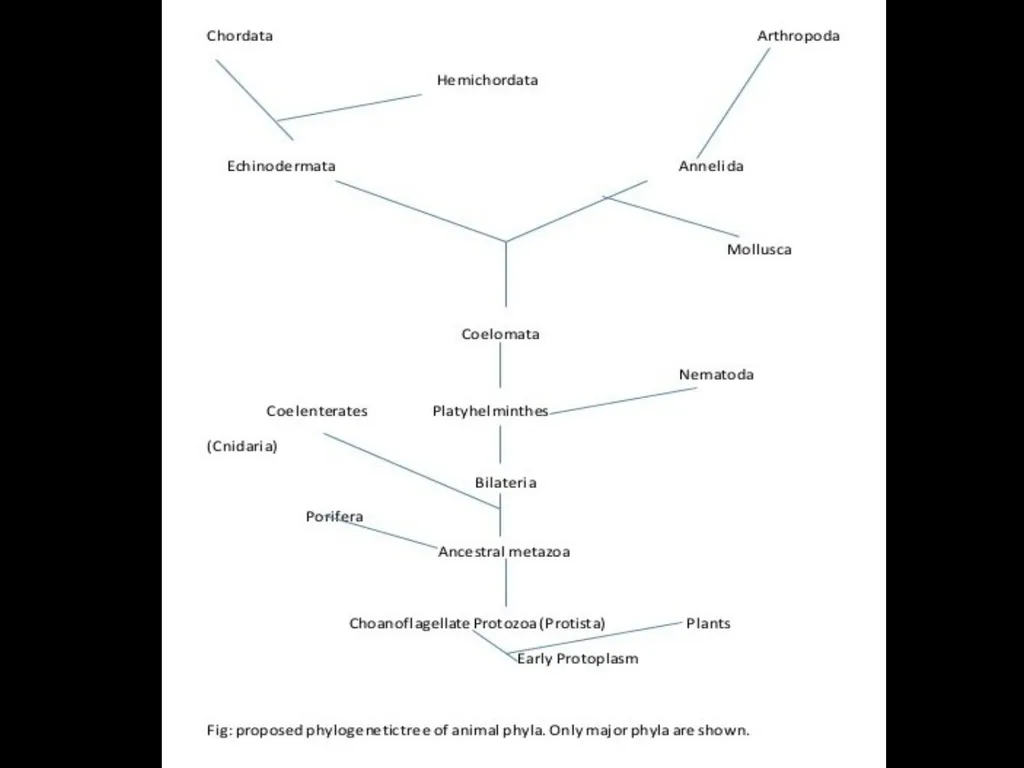 Taxonomy and Binomial Nomenclature Dr. DEEPAK - slide 6 of 23