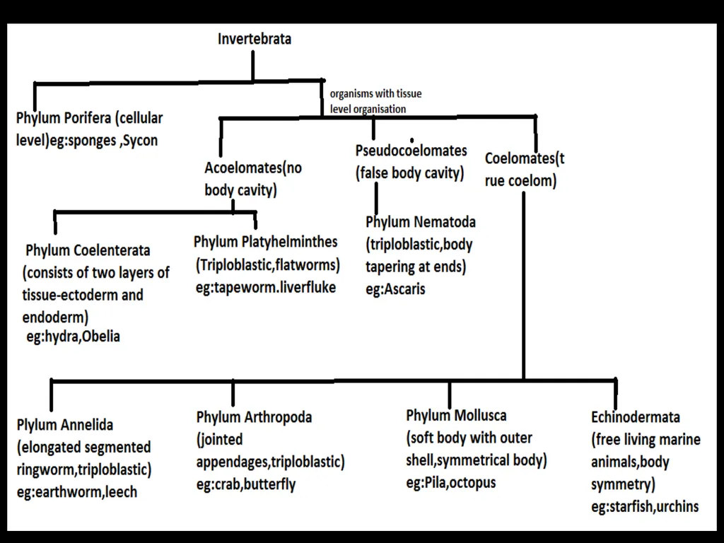 Taxonomy and Binomial Nomenclature Dr. DEEPAK - slide 7 of 23