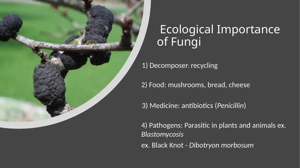 Unit 4 - Organizing Biodiversity Unit 5 - - slide 35 of 39