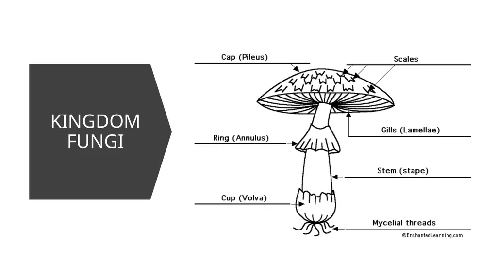 Unit 4 - Organizing Biodiversity Unit 5 - - slide 29 of 39