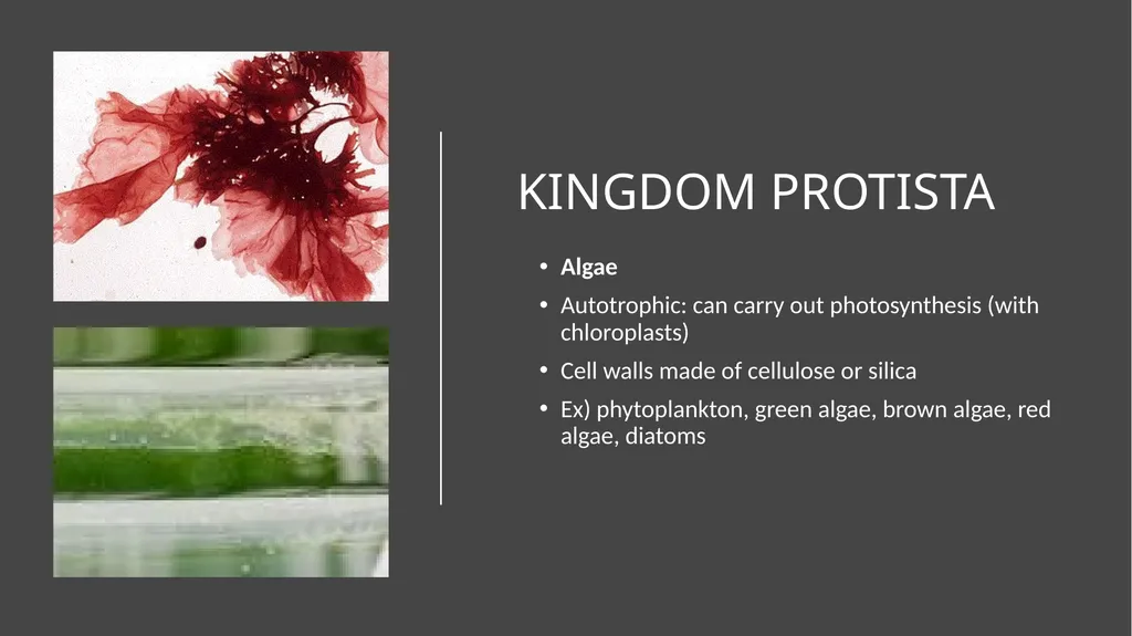Unit 4 - Organizing Biodiversity Unit 5 - - slide 24 of 39