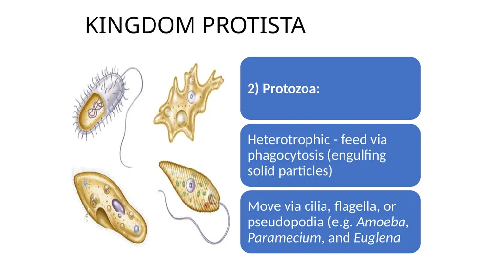 Unit 4 - Organizing Biodiversity Unit 5 - - slide 25 of 39