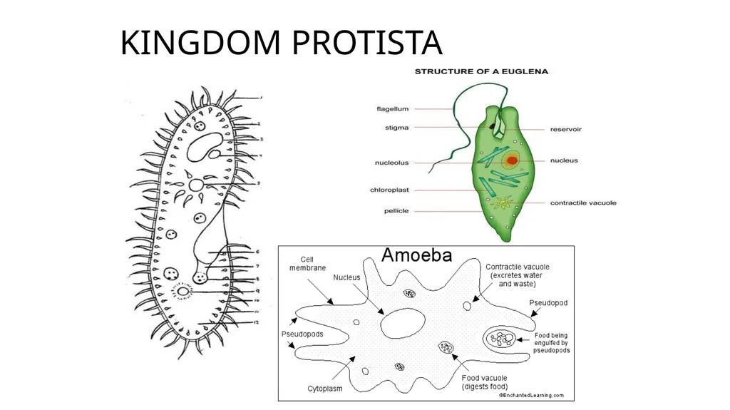 Unit 4 - Organizing Biodiversity Unit 5 - - slide 26 of 39