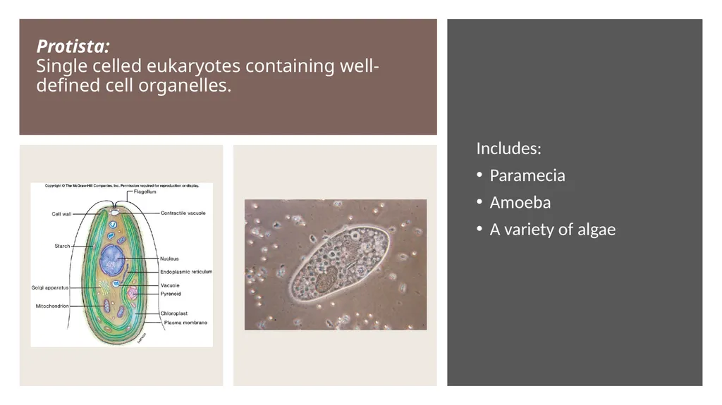 Unit 4 - Organizing Biodiversity Unit 5 - - slide 23 of 39
