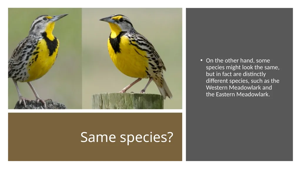 Unit 4 - Organizing Biodiversity Unit 5 - - slide 10 of 39