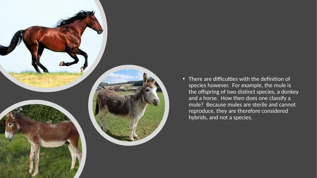 Unit 4 - Organizing Biodiversity Unit 5 - - slide 8 of 39