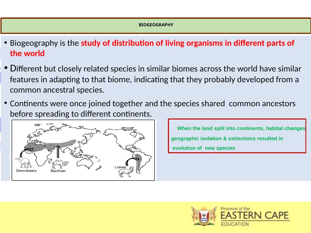 INTRODUCTION TO EVOLUTION, EVIDENCE OF EVOLUTION & - slide 11 of 24