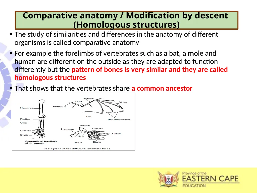 INTRODUCTION TO EVOLUTION, EVIDENCE OF EVOLUTION & - slide 12 of 24