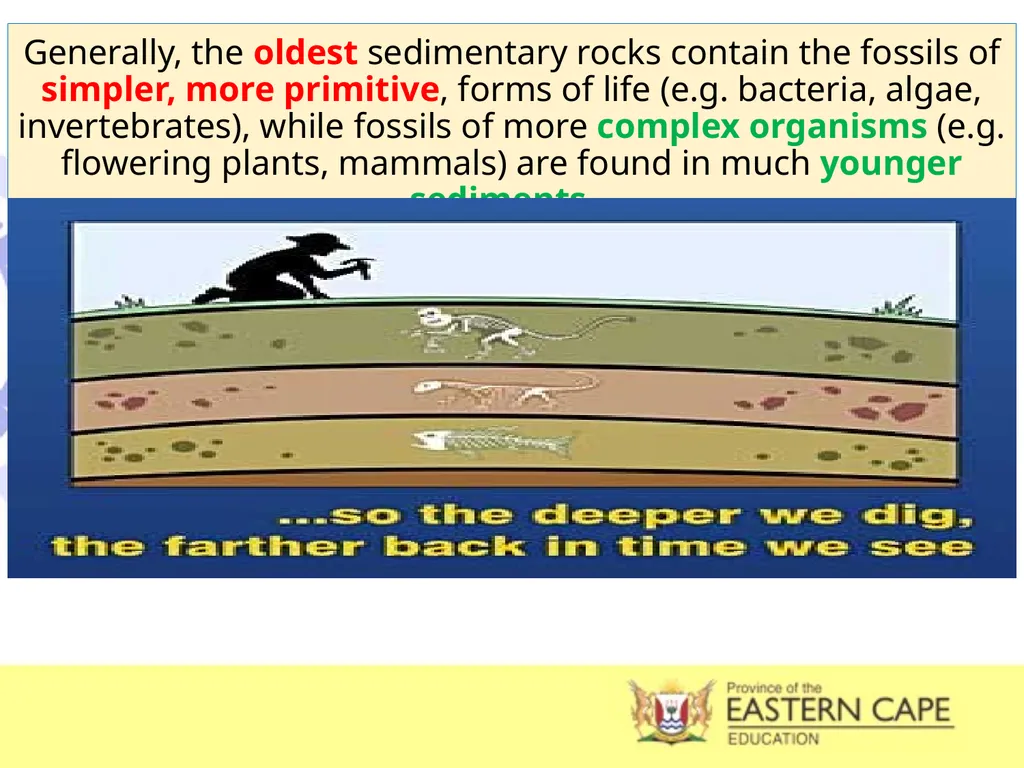INTRODUCTION TO EVOLUTION, EVIDENCE OF EVOLUTION & - slide 9 of 24