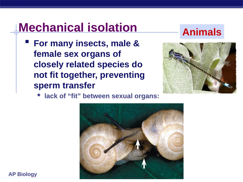 Speciation How do new species originate? - slide 10 of 15
