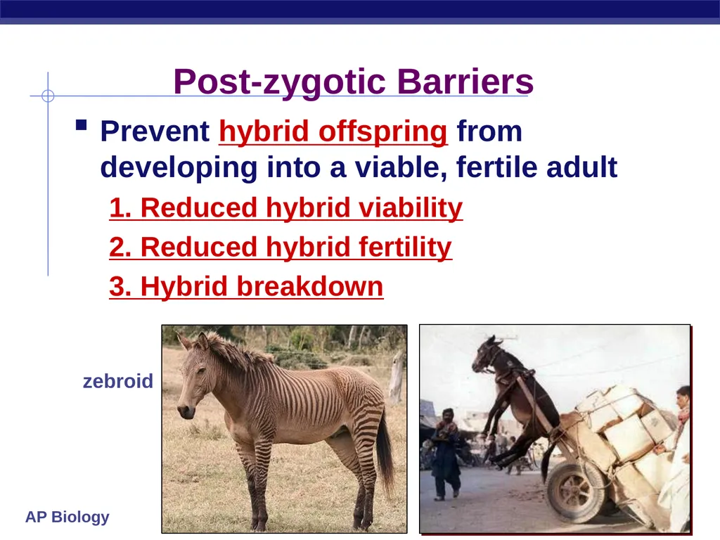 Speciation How do new species originate? - slide 12 of 15