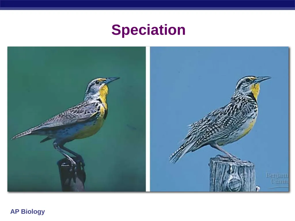 Speciation How do new species originate? - slide 1 of 15