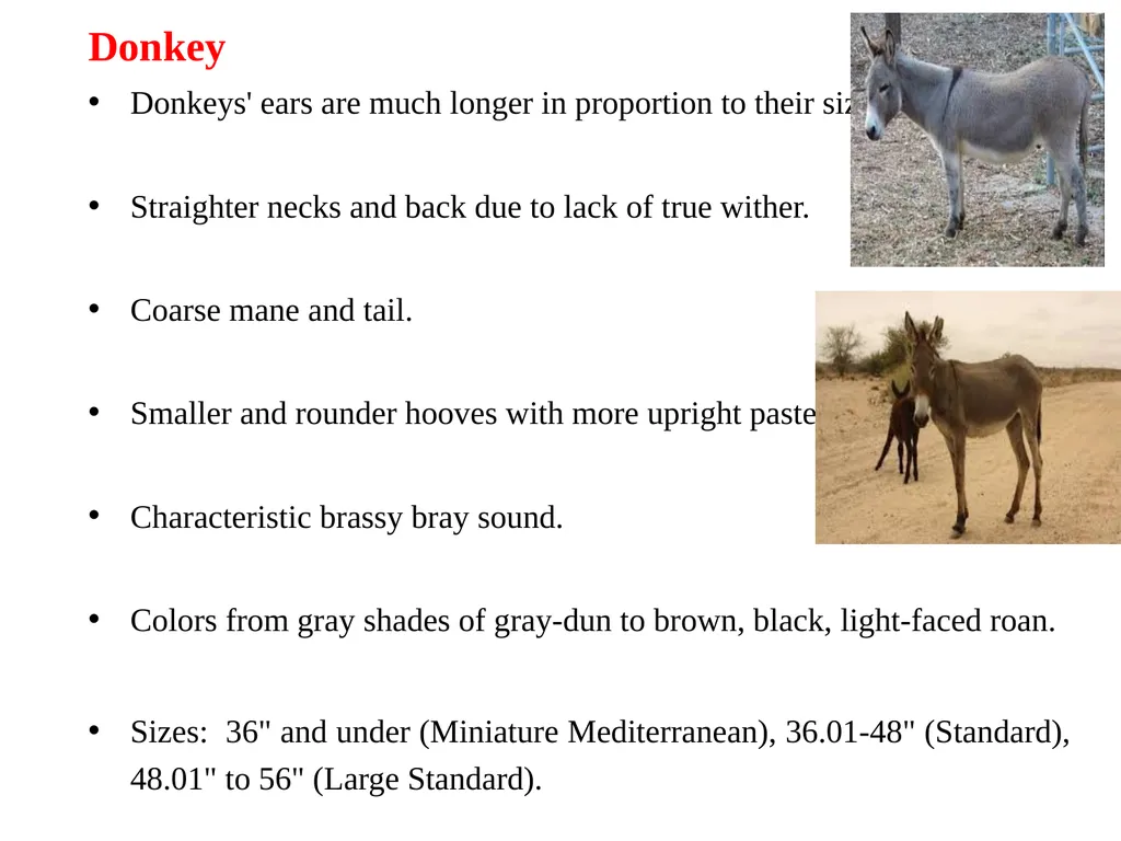 General information of Horse and its Management - slide 13 of 15